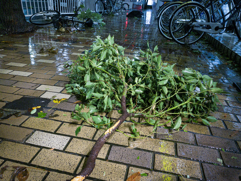 台風の倒木